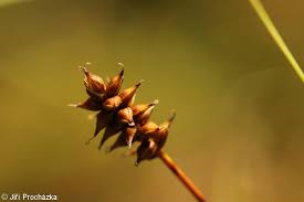 Attēlu rezultāti vaicājumam “Carex dioica male flower”