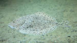 Image result for Scophthalmus maximus