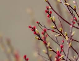Attēlu rezultāti vaicājumam “Myrica gale bud”