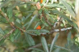 Attēlu rezultāti vaicājumam “Hippophae rhamnoides leaf”