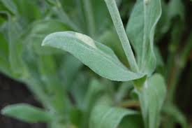 Image result for Lychnis coronaria alba
