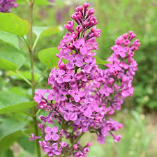 Attēlu rezultāti vaicājumam “Syringa vulgaris”