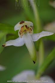 Attēlu rezultāti vaicājumam “Platanthera bifolia flower”