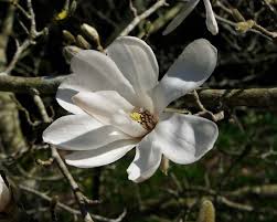 Attēlu rezultāti vaicājumam “Magnolia kobus flower”