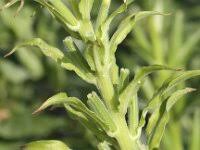 Attēlu rezultāti vaicājumam “Oenothera biennis bud”