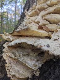 Attēlu rezultāti vaicājumam “Climacodon septentrionalis”