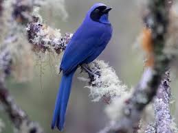 Attēlu rezultāti vaicājumam “Collaria sp.”