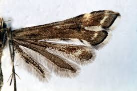 Attēlu rezultāti vaicājumam “Platyptilia tesseradactyla”