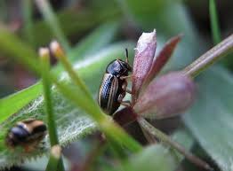 Attēlu rezultāti vaicājumam “Geocrypta galii”