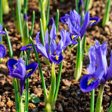 Attēlu rezultāti vaicājumam “Iris reticulata”