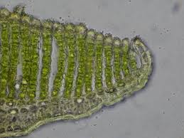 Attēlu rezultāti vaicājumam “Pogonatum urnigerum macro”
