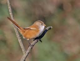 Attēlu rezultāti vaicājumam “Panurus biarmicus female”