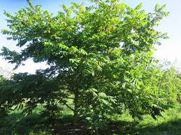 Attēlu rezultāti vaicājumam “Juglans mandshurica leaf”