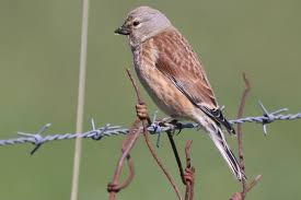 Attēlu rezultāti vaicājumam “Carduelis cannabina adult”