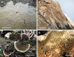 Attēlu rezultāti vaicājumam “Steccherinum fimbriatum”