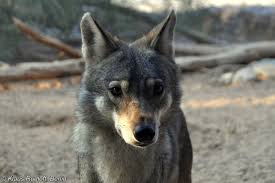 Image result for canis lupus arabs
