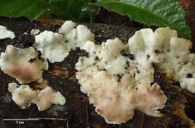 Attēlu rezultāti vaicājumam “Antrodiella semisupina”