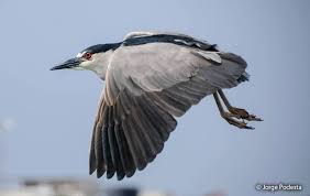 Attēlu rezultāti vaicājumam “Nycticorax nycticorax adult”