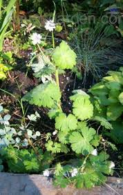 Attēlu rezultāti vaicājumam “Geranium pyrenaicum leaf”