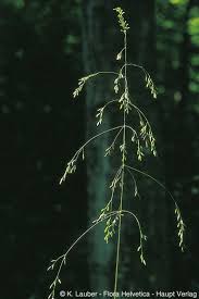 Attēlu rezultāti vaicājumam “Poa remota”