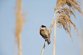 Attēlu rezultāti vaicājumam “Remiz pendulinus adult”