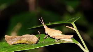 Attēlu rezultāti vaicājumam “Acrididae”