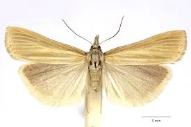 Attēlu rezultāti vaicājumam “Catoptria fulgidella”