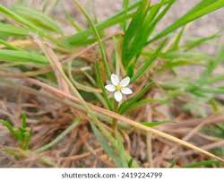 Attēlu rezultāti vaicājumam “Spergula arvensis”