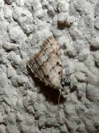 Attēlu rezultāti vaicājumam “Nola aerugula”