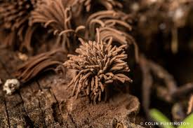 Attēlu rezultāti vaicājumam “Stemonitis foliicola plasmodium”