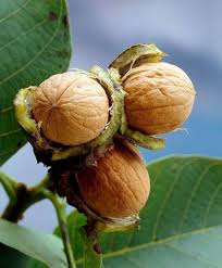 Attēlu rezultāti vaicājumam “Juglans regia fruit”