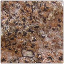 Attēlu rezultāti vaicājumam “Opegrapha rufescens”