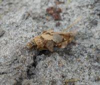 Attēlu rezultāti vaicājumam “Canephora hirsuta larva”