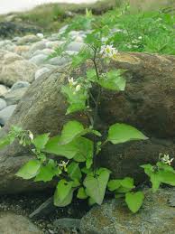Attēlu rezultāti vaicājumam “Solanum nigrum”