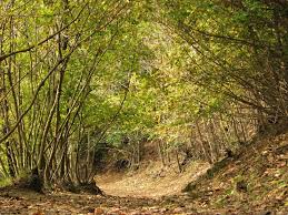 sentieri di autunno