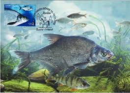 Image result for Abramis brama