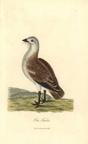 Image result for Otis tarda