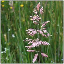 Attēlu rezultāti vaicājumam “Holcus lanatus  flower”