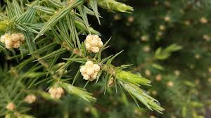 Attēlu rezultāti vaicājumam “Juniperus communis male flower”