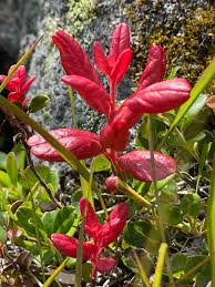 Attēlu rezultāti vaicājumam “Exobasidium splendidum”