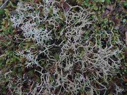 Attēlu rezultāti vaicājumam “Cladonia”