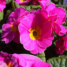 Attēlu rezultāti vaicājumam “Primula x polyantha”