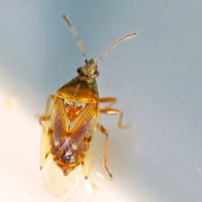 Attēlu rezultāti vaicājumam “Kleidocerys resedae imago”