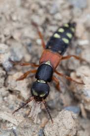 Attēlu rezultāti vaicājumam “Staphylinus erythropterus”