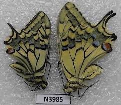 Attēlu rezultāti vaicājumam “Papilio machaon”