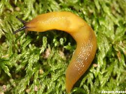 Attēlu rezultāti vaicājumam “Malacolimax tenellus”