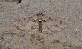 Attēlu rezultāti vaicājumam “Cleora cinctaria”