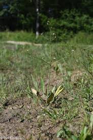 Attēlu rezultāti vaicājumam “Alisma lanceolatum”