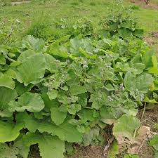 Attēlu rezultāti vaicājumam “Arctium tomentosum leaf”
