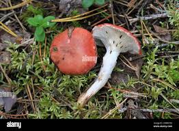 Attēlu rezultāti vaicājumam “Gomphidius roseus”